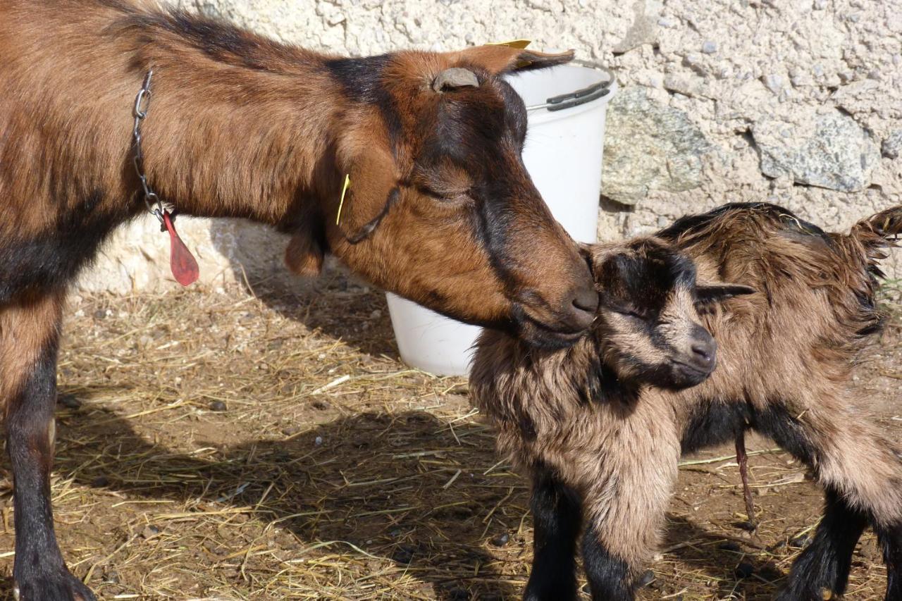 Agriturismo La Meta Pieve di Bono エクステリア 写真
